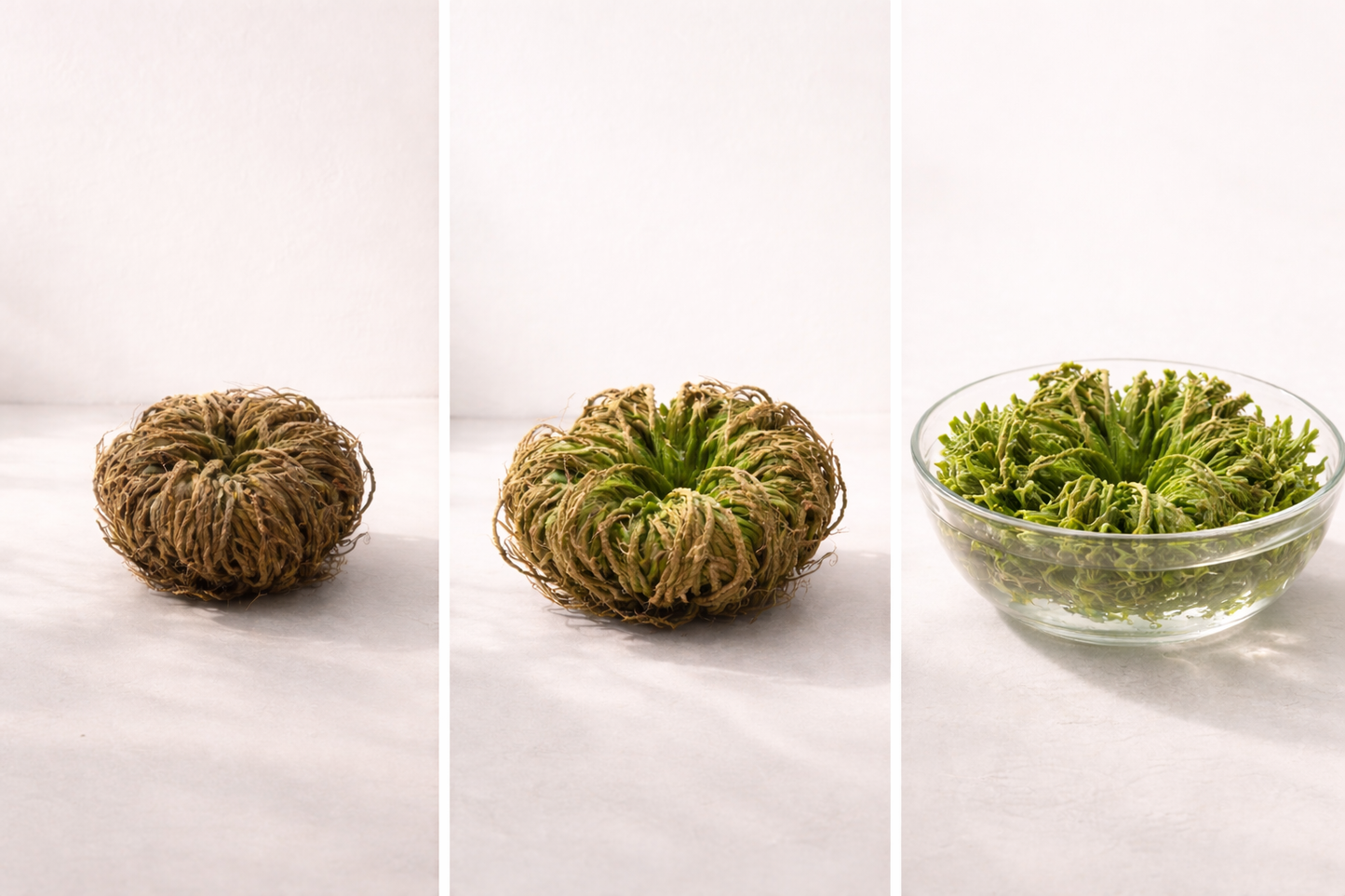 Rose of Jericho – A Plant That Comes Back to Life