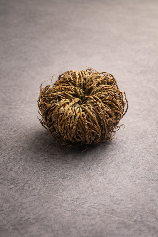 Rose of Jericho – A Plant That Comes Back to Life